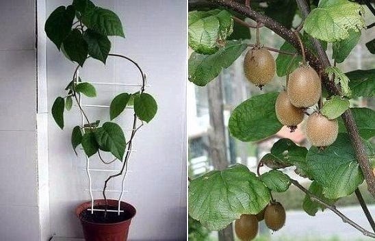 Киви из семян: секреты выращивания на подоконнике