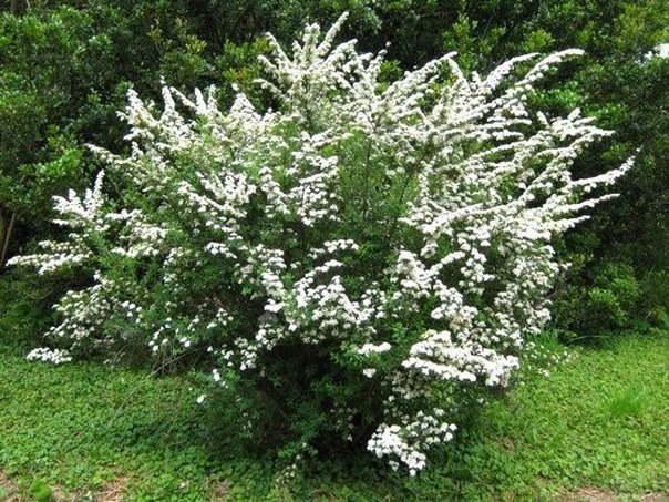 Самые красивые декоративные цветущие кустарники и деревья. Самые красивые декоративные 2 Самые красивые декоративные цветущие кустарники и деревья. Самые красивые декоративные 2
