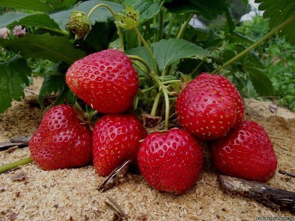 Правило четырех грядок для клубники