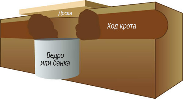 Кроты обнаглели и не уходят: что делать?. 14337.jpeg Кроты обнаглели и не уходят: что делать?. 14337.jpeg