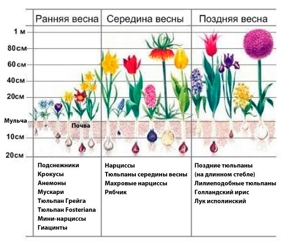 Весенняя подкормка луковичных