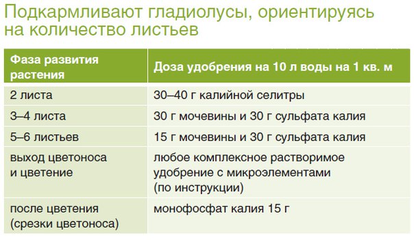 Гладиолус: как защитить от болезней и вредителей