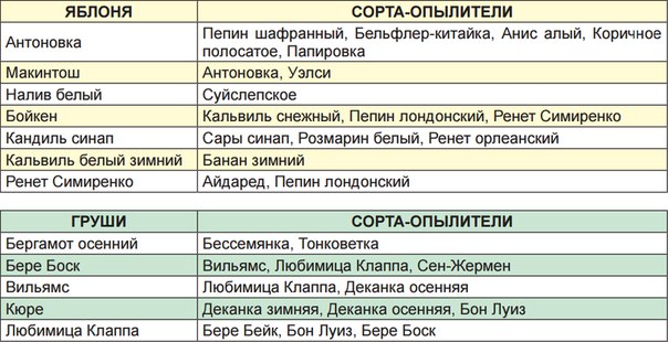 Заботимся об опылении сада