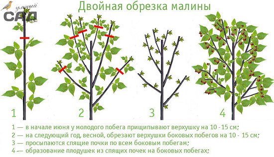 Зачем обрезать верхушки у малины
