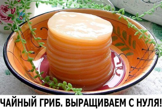 Чайный гриб. Выращиваем с нуля