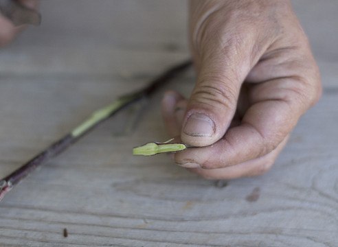 Прививка яблони летом: окулировка в кору. Прививка яблони летом 1 Прививка яблони летом: окулировка в кору. Прививка яблони летом 1