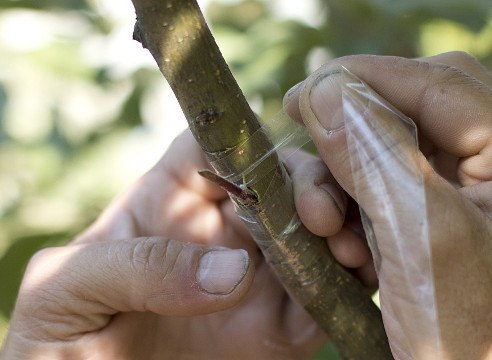 Прививка яблони летом: окулировка в кору. Прививка яблони летом 5 Прививка яблони летом: окулировка в кору. Прививка яблони летом 5