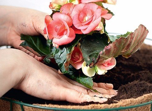 Однолетники в подвесных корзинах - особенности посадки. Однолетники в подвесных 5Однолетники в подвесных 6 Однолетники в подвесных корзинах - особенности посадки. Однолетники в подвесных 6