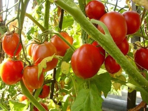 Какие сорта овощей выбрать?!