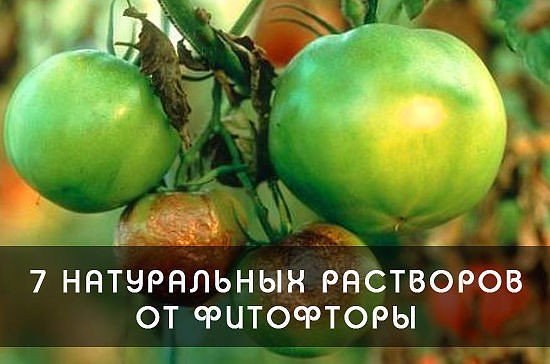 Фитофтора: как избавить томаты от злостного недуга