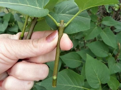 Черенки сирени: как укоренить. Черенки сирени: как укоренить 1Черенки сирени: как укоренить 2 Черенки сирени: как укоренить. Черенки сирени: как укоренить 2