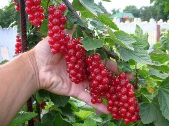 В десять раз больше урожай малины и смородины