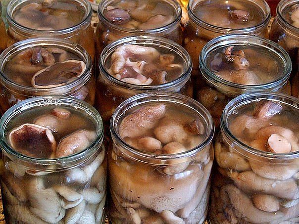 Рецепт маринованных маслят