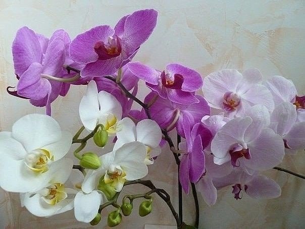 Пошаговая инструкция по пересадке фаленопсиса. Пошаговая инструкция по 1 Пошаговая инструкция по пересадке фаленопсиса. Пошаговая инструкция по 1