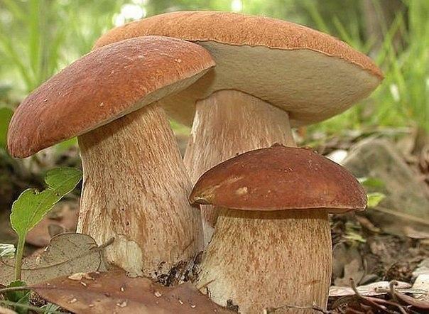 Как вырастить грибы на дачном участке?