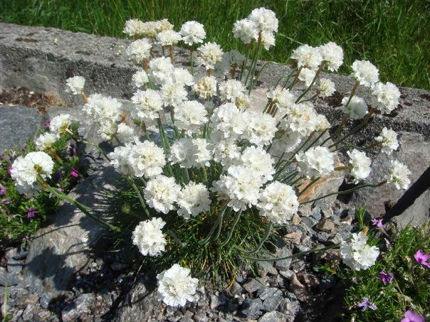 Амурия Приморская. Амурия Приморская 1 Амурия Приморская. Амурия Приморская 1