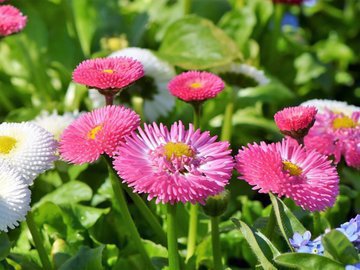 Как продлить жизнь маргариткам и незабудкам