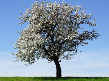 Признаки грамотной обрезки яблони