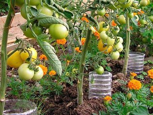 Пластиковые бутылки используем для увеличения урожая
