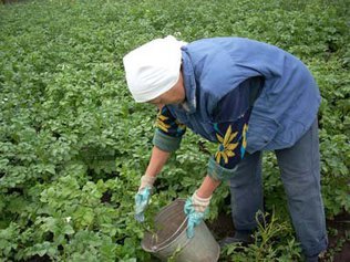 Эффективная борьба с колорадским жуком