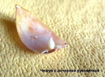 Как из одной луковицы лилии получить 15 саженцев