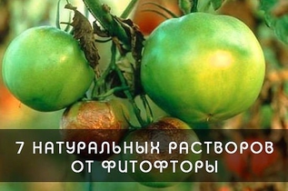 Фитофтора: как избавить томаты от злостного недуга
