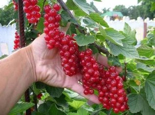 В десять раз больше урожай малины и смородины