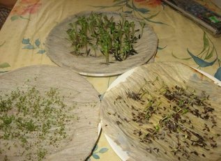 Как у меня прорастают семена