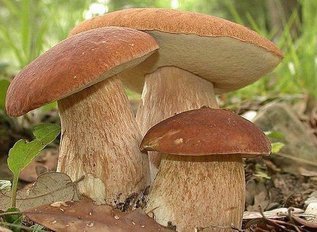 Как вырастить грибы на дачном участке?