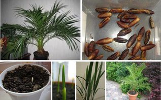 Хотите вырастить из косточки настоящую финиковую пальму?