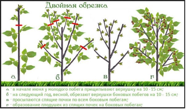 Модная Лавка интернет магазин качественной белорусской Курсы массажа лица в Москве Курсы массажа лица обучение в