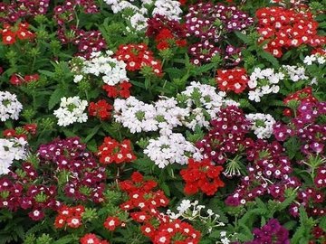 Это важно! Как обеспечить цветение Вербены