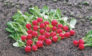 Почему редис уходит в стрелку