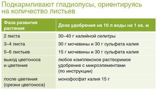 Гладиолус: как защитить от болезней и вредителей