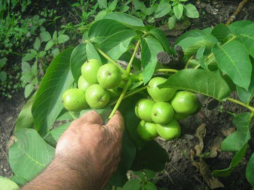 Как правильно посадить ореховое дерево